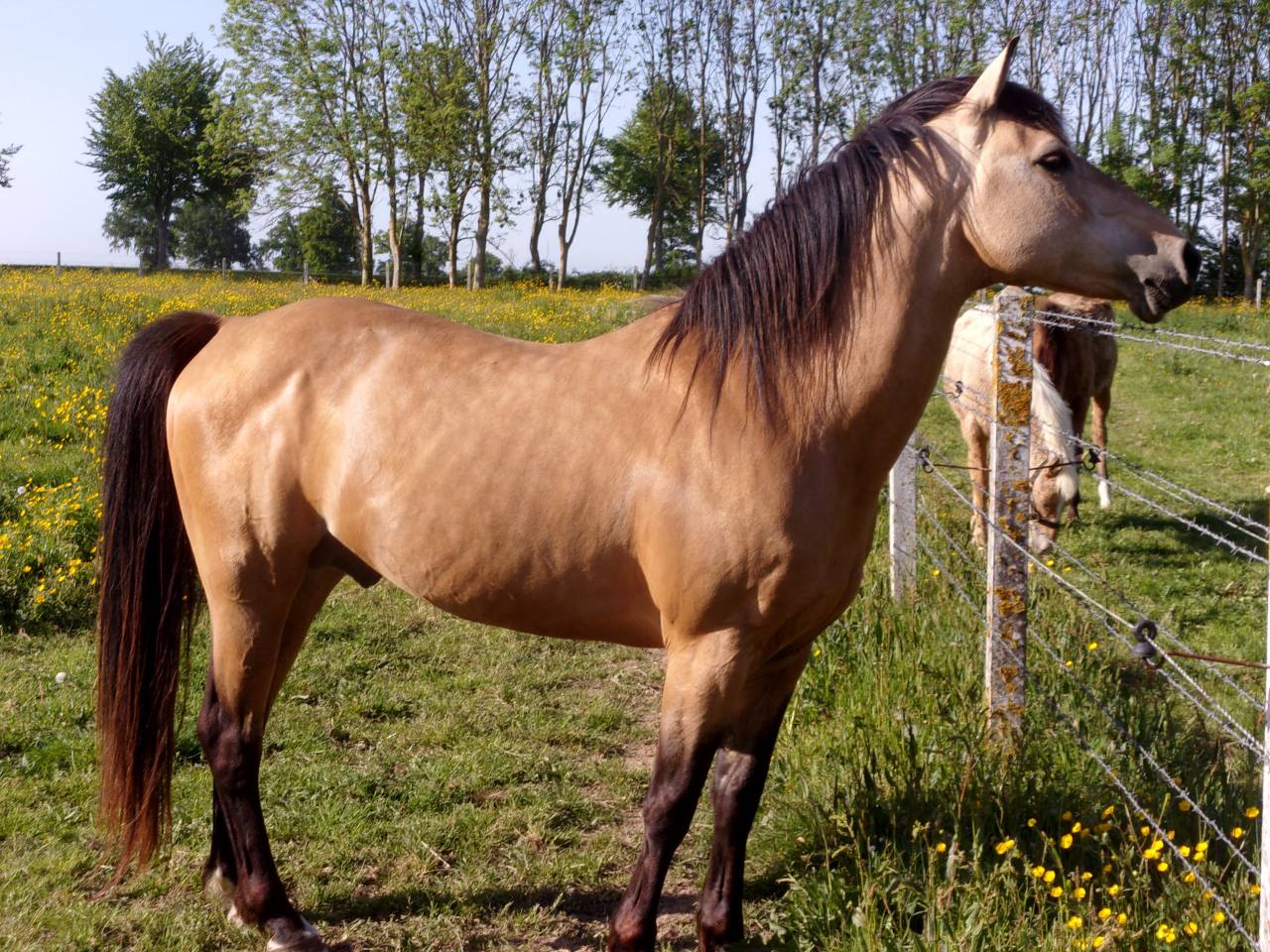 Propose ETALON pour SAILLIR ponette / jument en libert&eacute;