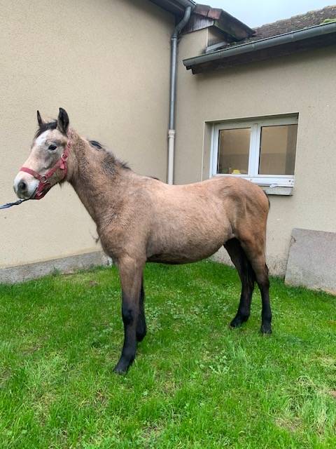 PONEY CONNEMARA NE EN 2023