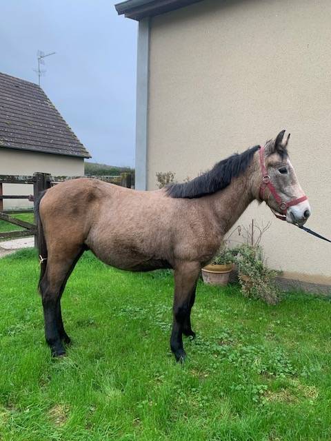 PONEY CONNEMARA NE EN 2023