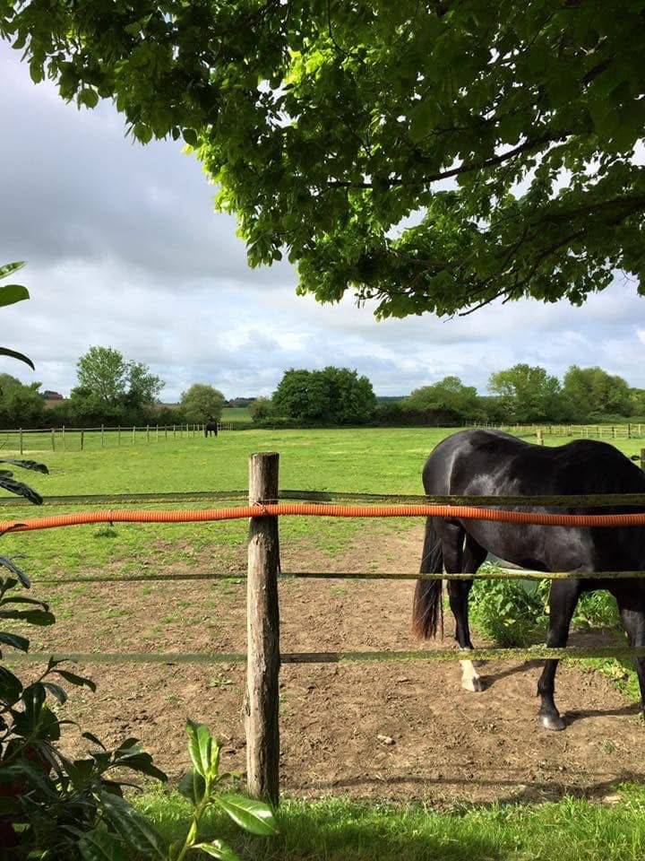 Propriété équestre de 13 hectares (14)