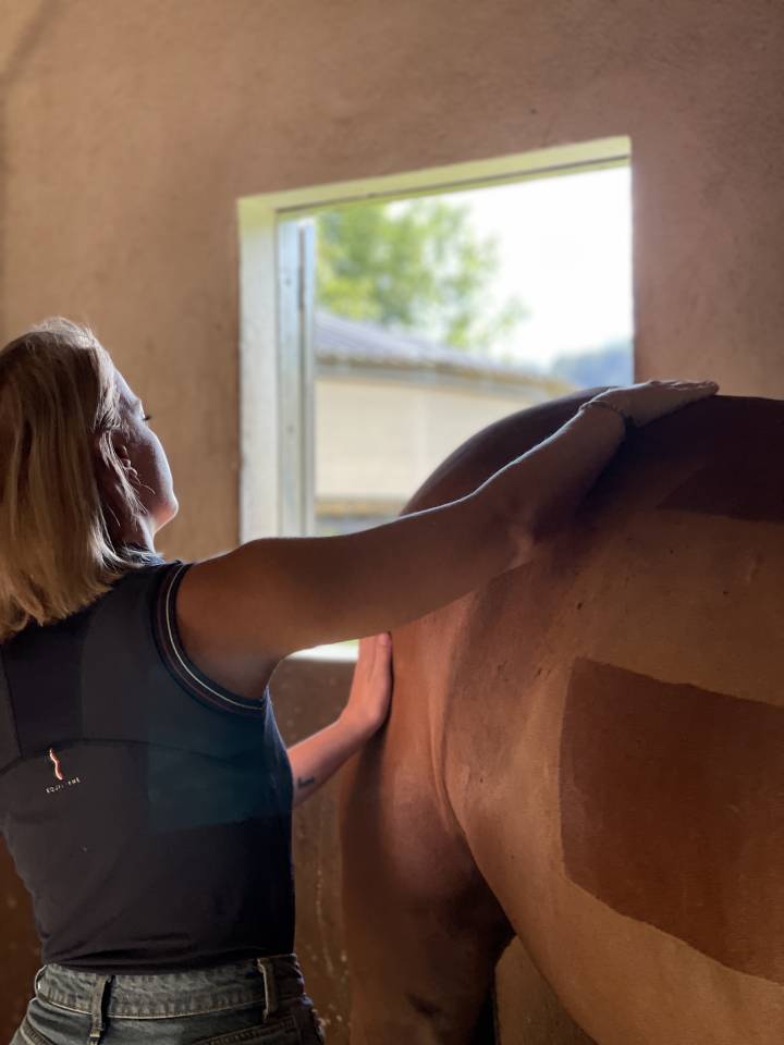 Massage équin 