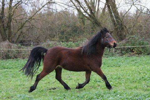 ponette Dartmoor PP confirmée pleine 