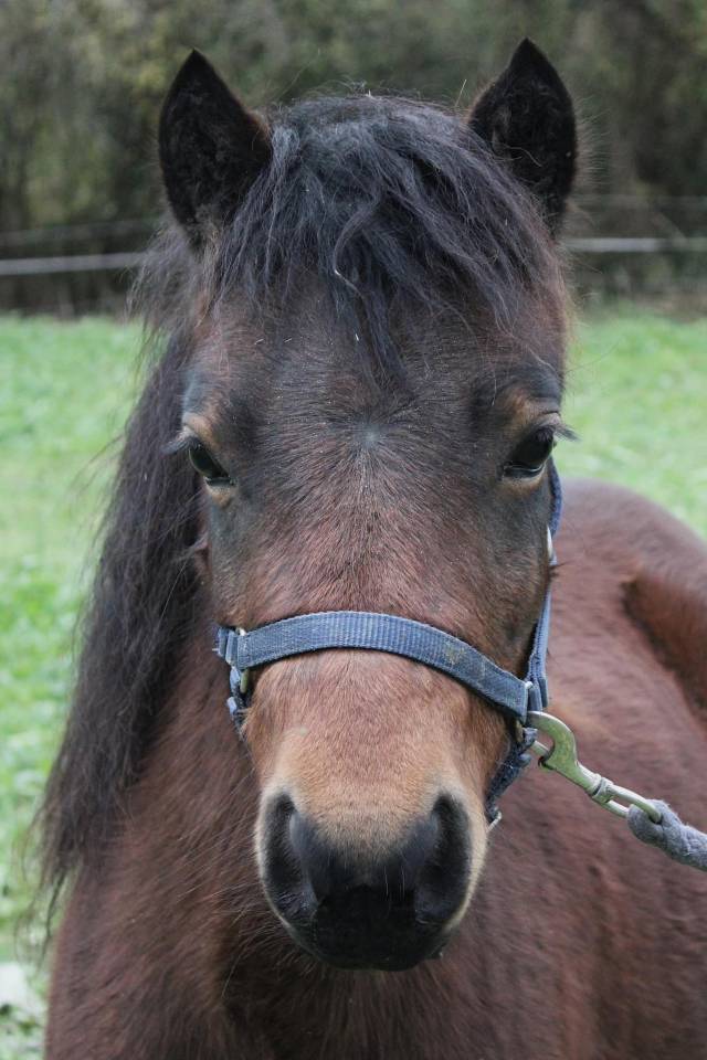 ponette Dartmoor PP confirmée pleine 