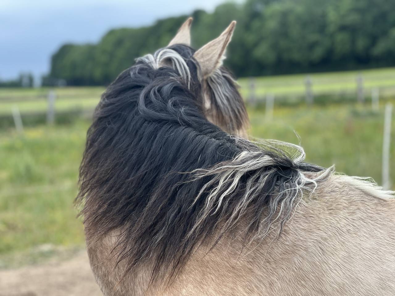 ❤️Adorable pouliche Lusitano ❤️