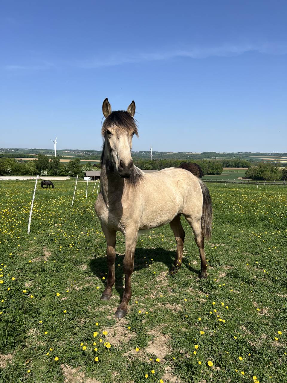 ❤️Adorable pouliche Lusitano ❤️