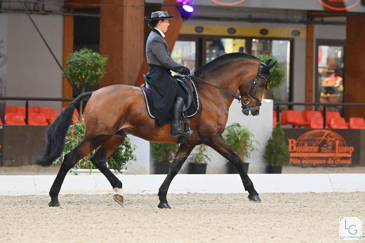 Etalon lusitanien