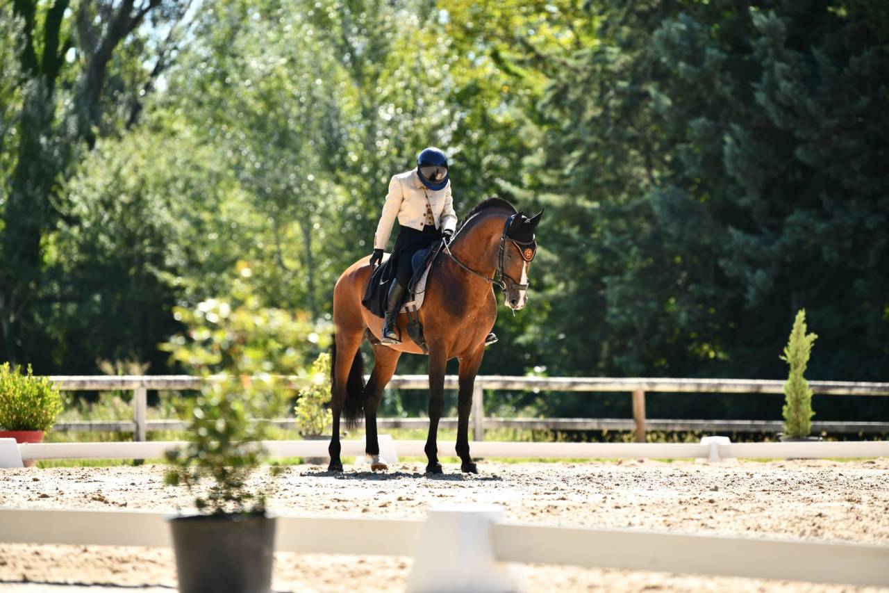 Etalon lusitanien
