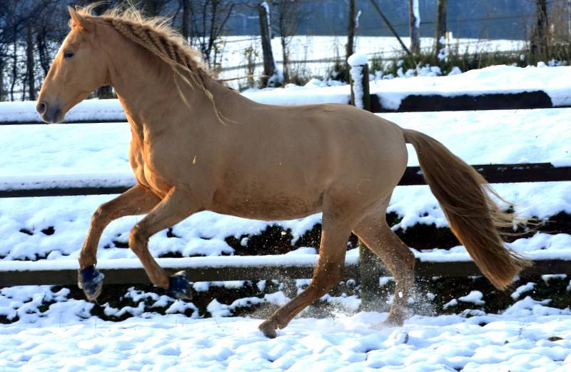 Etalon double pearl pour monte 2026