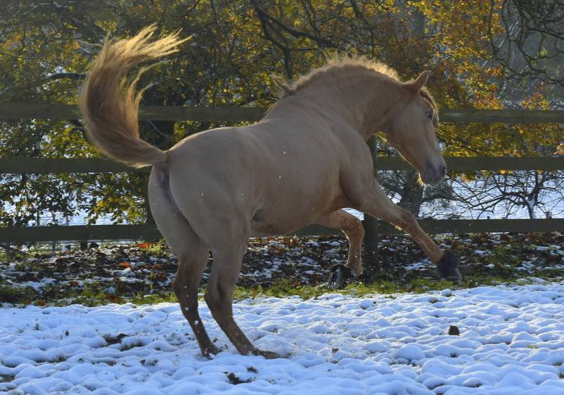 Etalon double pearl pour monte 2026