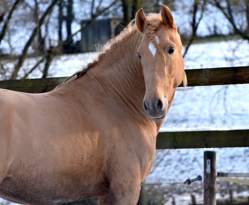 Etalon double pearl pour monte 2026