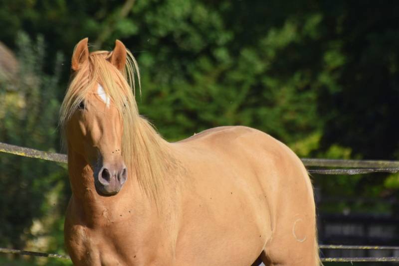 Etalon double pearl pour monte 2026