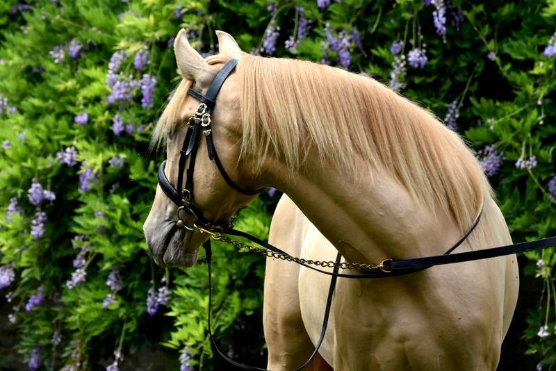 Etalon double pearl pour monte 2026