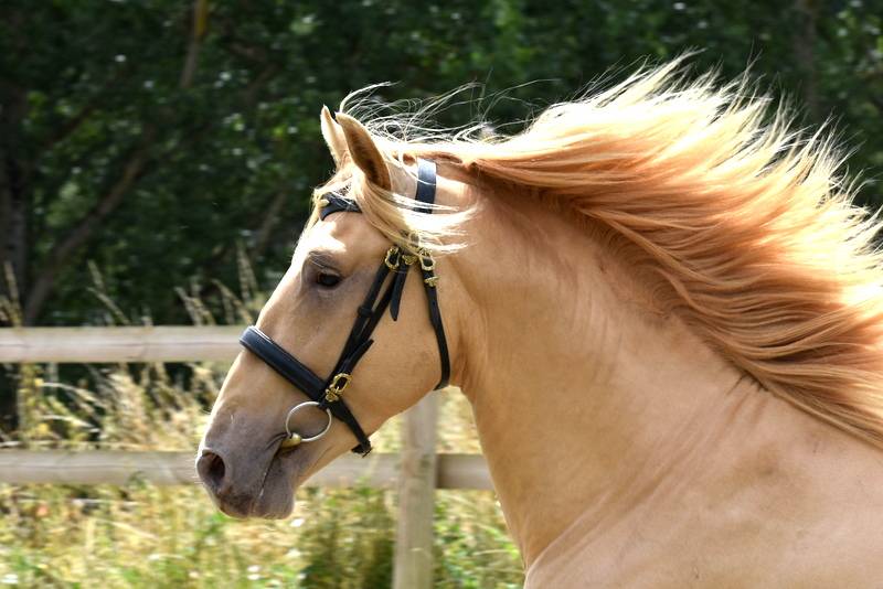 Etalon double pearl pour monte 2026