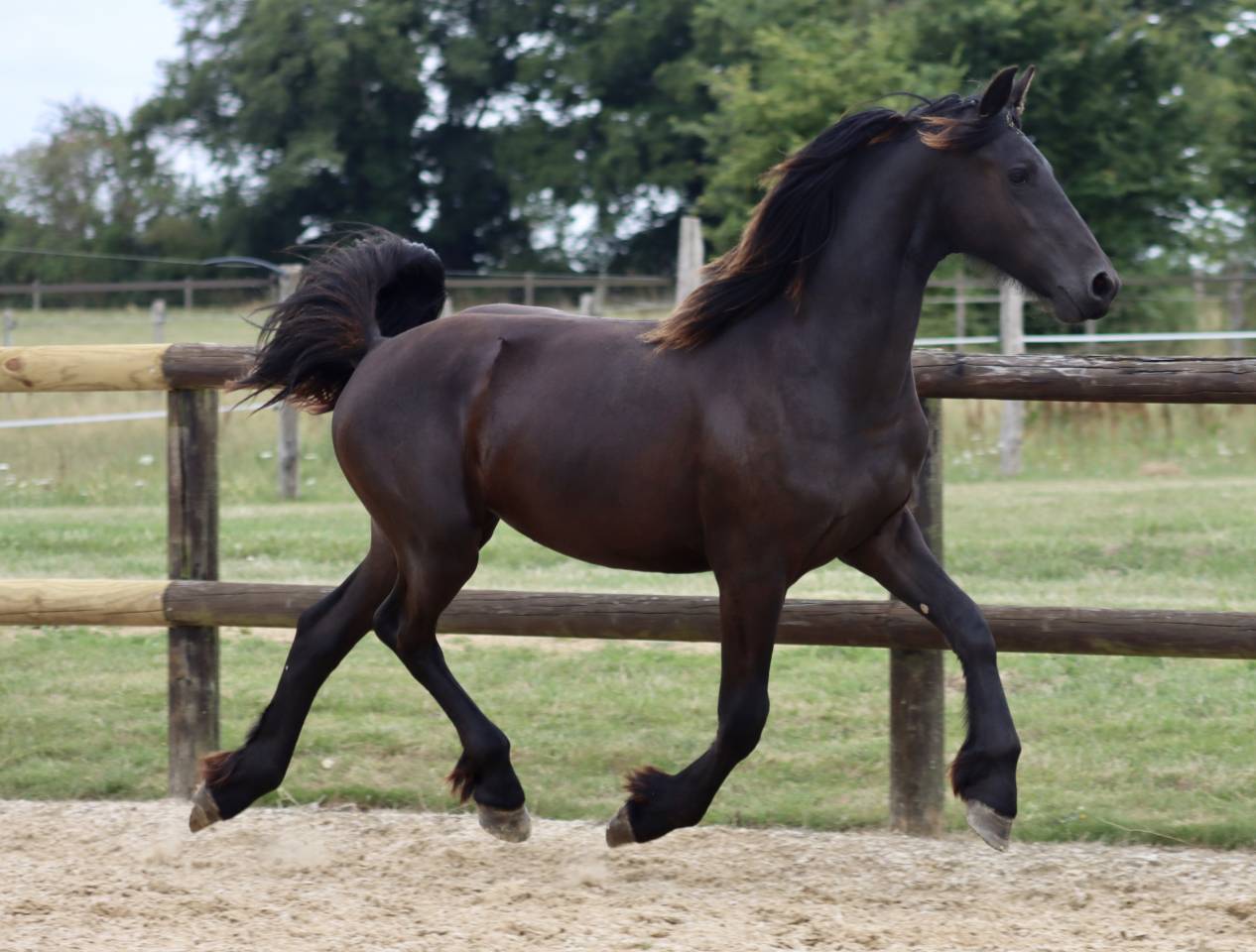 Superbe pouliche Frisone a vendre