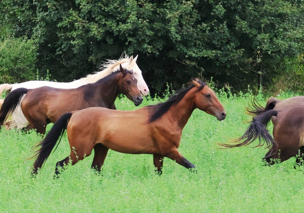 Karar, petit joyau bai doré, PS Akhal Téké