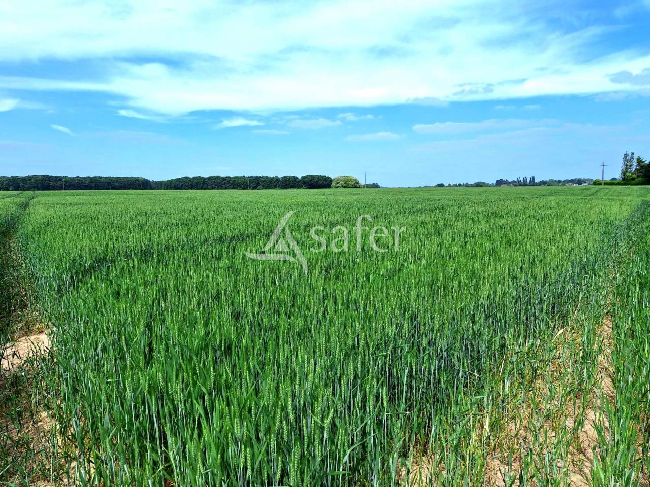 Vente terres agricoles libres