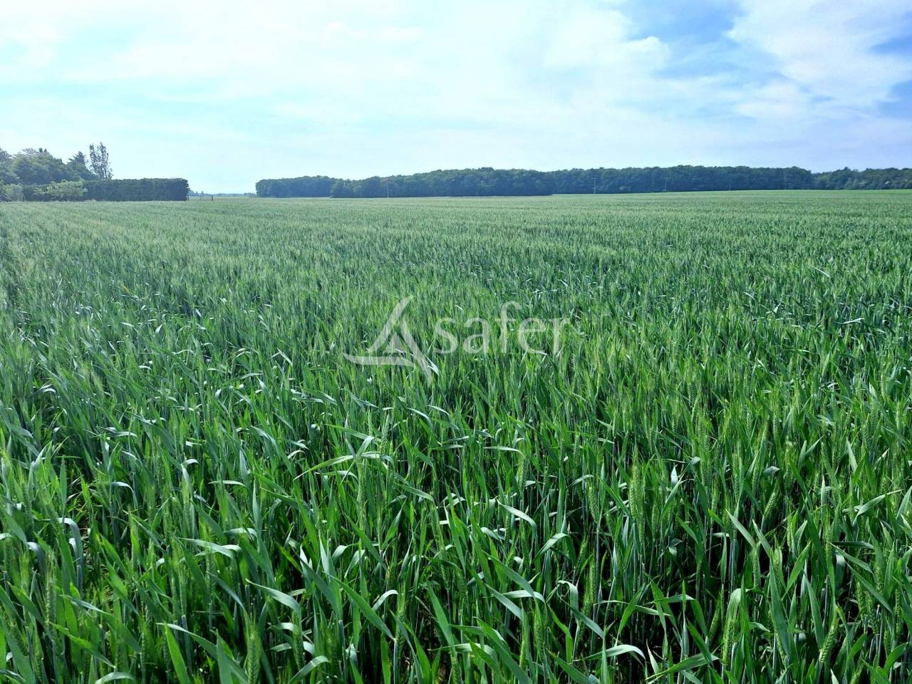 Vente terres agricoles libres