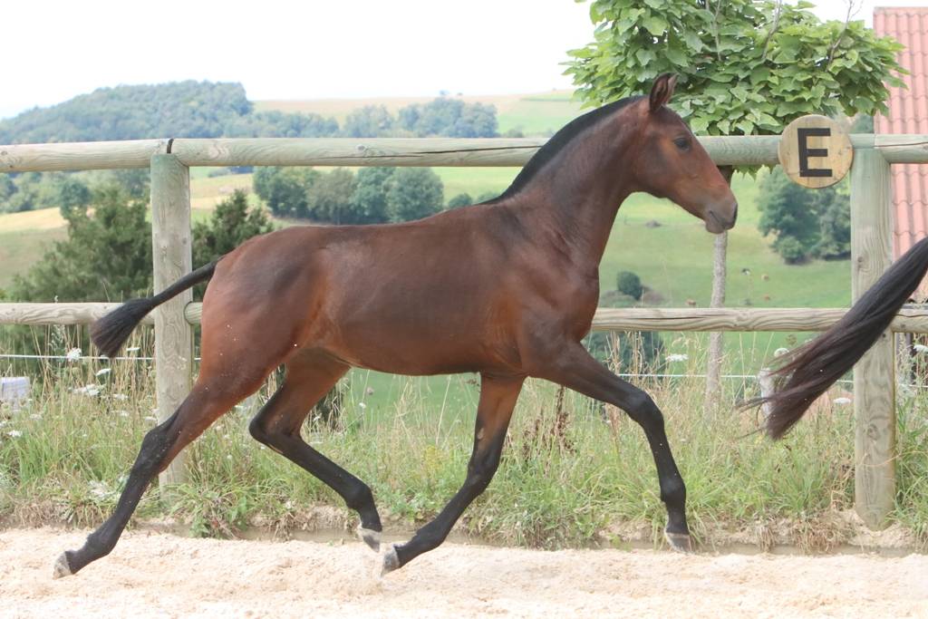 Pouliche Cruzado née en 2024