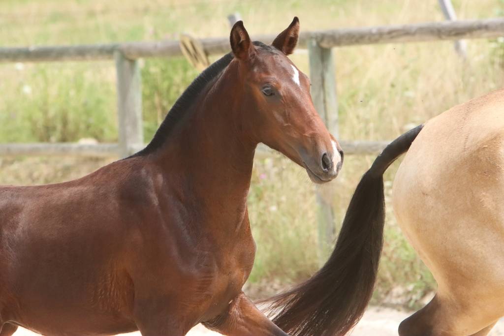 Pouliche Cruzado née en 2024