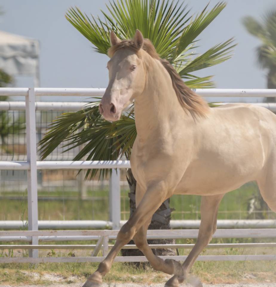 PRE / Hongre / 8 ans / Perlino / 160cm