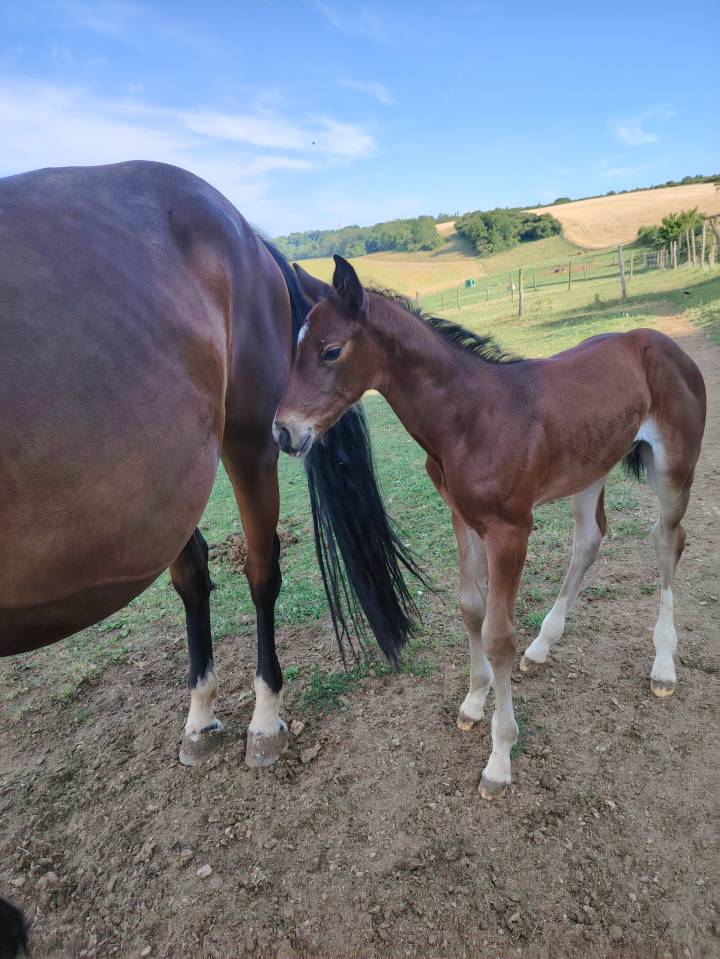 Pouliche sf très chic 
