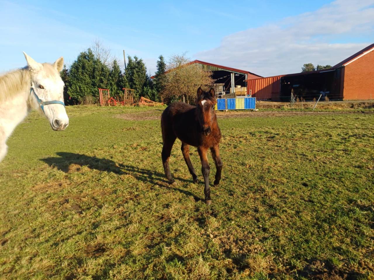 A vendre pouliche de 16 mois de Commilf'Oh