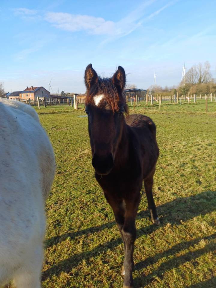 A vendre pouliche de 16 mois de Commilf'Oh