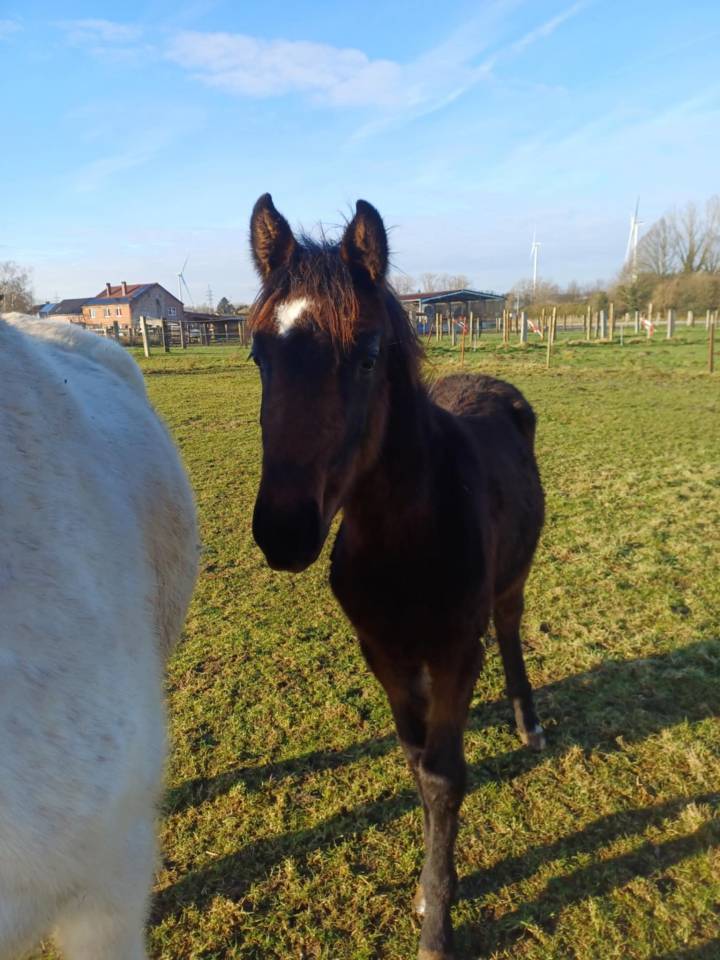 A vendre pouliche de 16 mois de Commilf'Oh