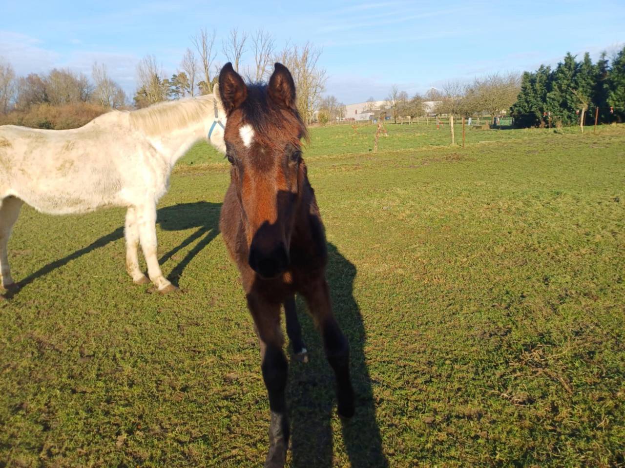 A vendre pouliche de 16 mois de Commilf'Oh