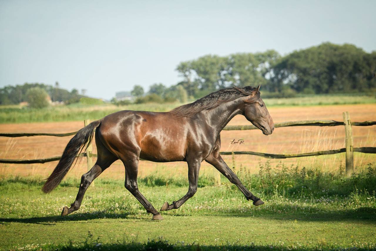 PRE dispo à la saillie : BIEN - fils de Poeta x Doblón
