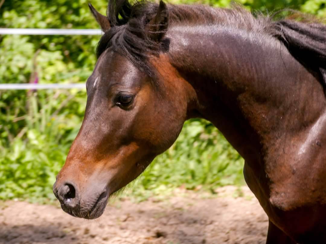 Saillie &eacute;talon AES (PSA / cheval miniature)