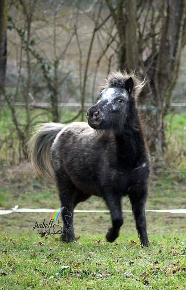 Saillie &eacute;talon AES (PSA / cheval miniature)