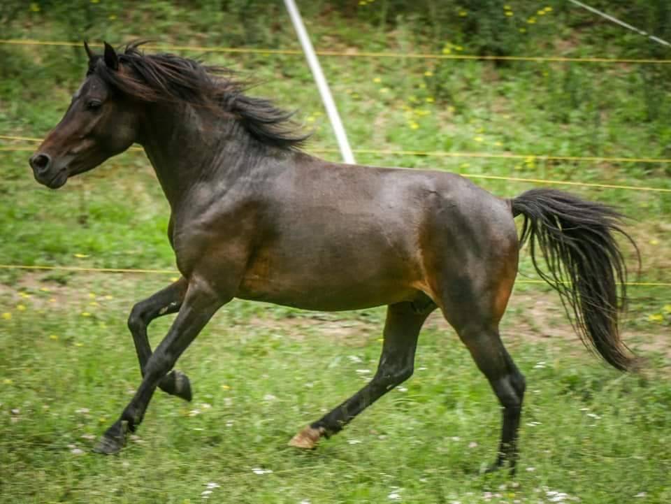 Saillie &eacute;talon AES (PSA / cheval miniature)