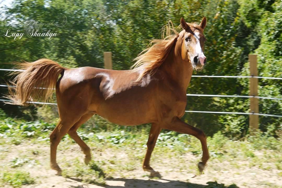 Saillie &eacute;talon AES (PSA / cheval miniature)