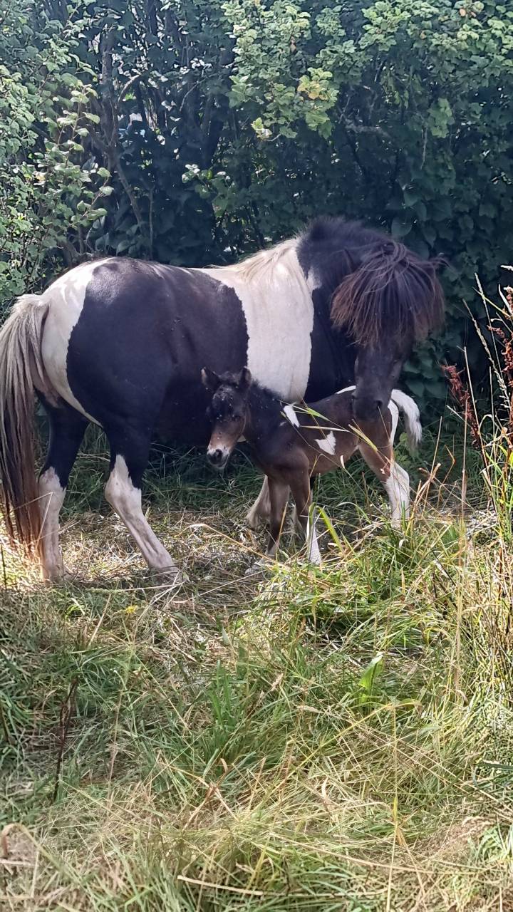 Saillie &eacute;talon AES (PSA / cheval miniature)