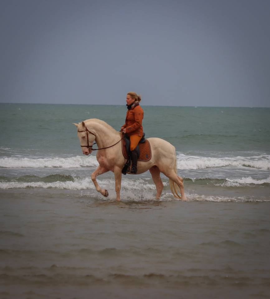 Etalon lusitanien crème 