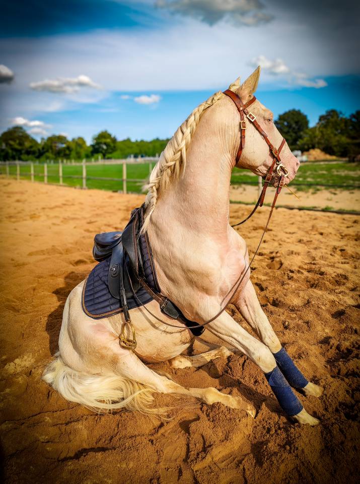 Etalon lusitanien crème 