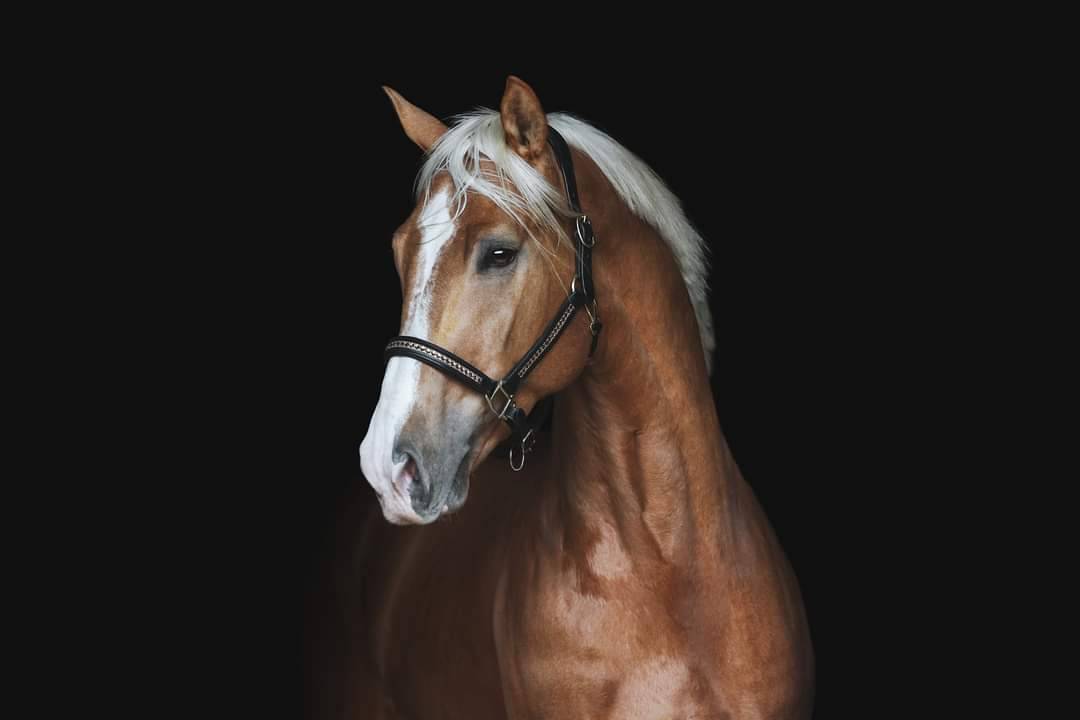Karat-J &Eacute;talon Palomino Wielkopolski agr&eacute;e AES