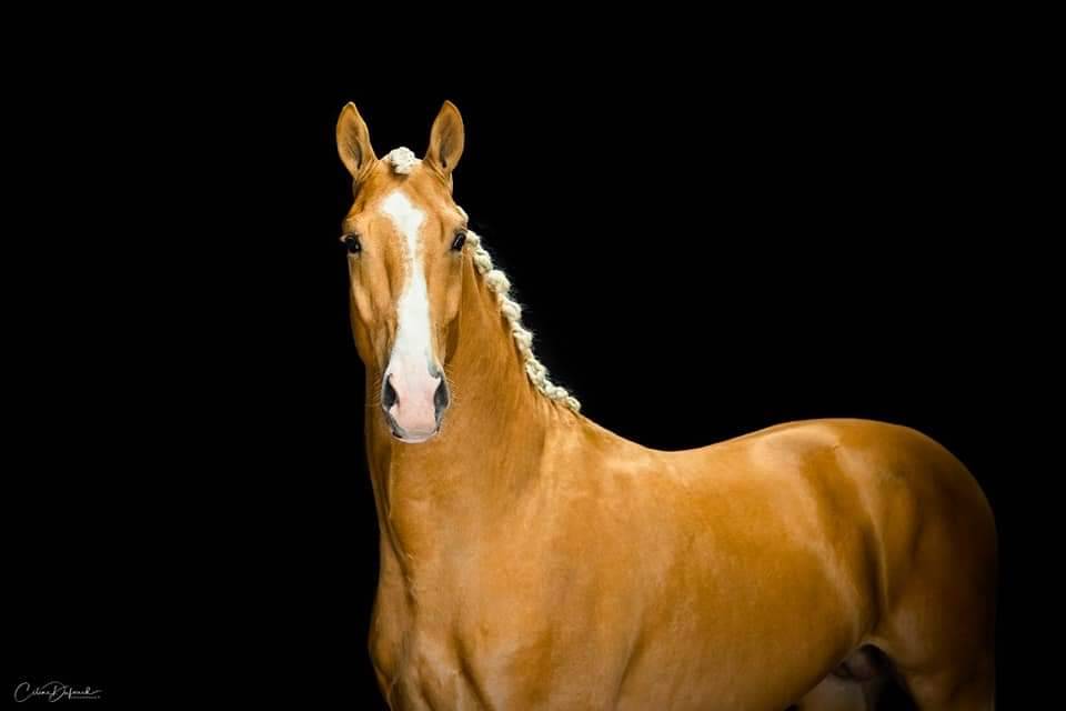 Karat-J &Eacute;talon Palomino Wielkopolski agr&eacute;e AES