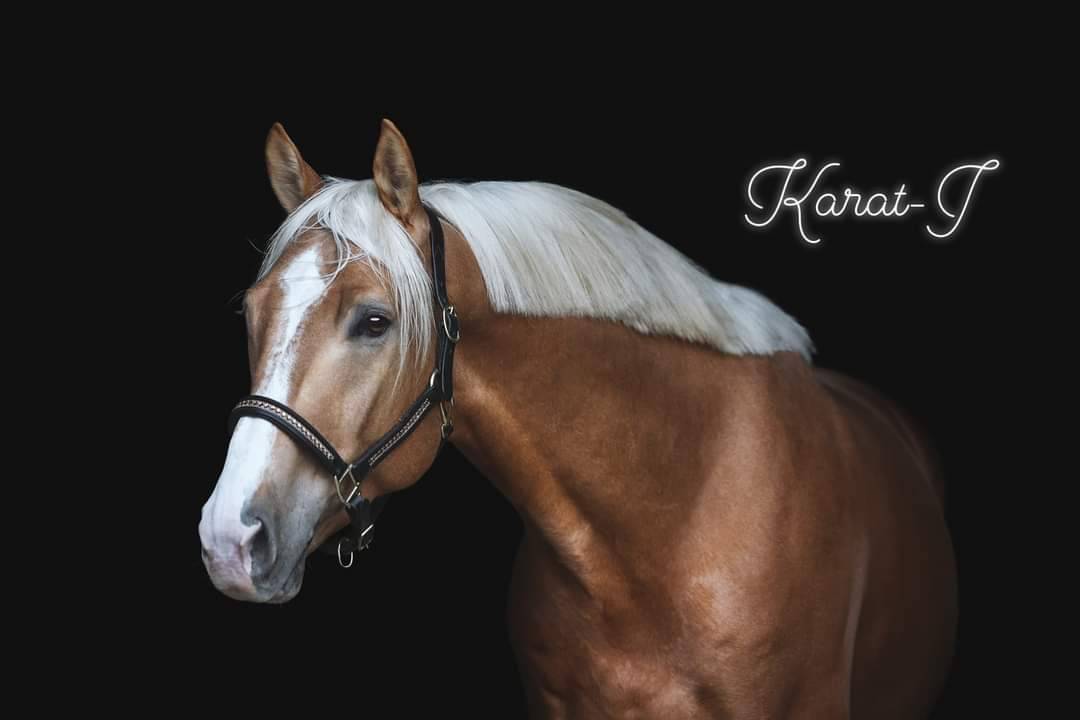 Karat-J &Eacute;talon Palomino Wielkopolski agr&eacute;e AES