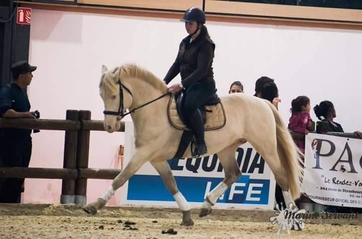 UBIWAN DES COLINES, Welsh cob agr&eacute;&eacute; Welsh et PFS