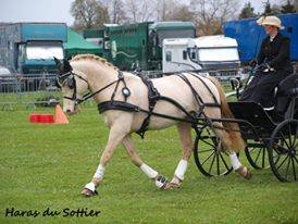 UBIWAN DES COLINES, Welsh cob agr&eacute;&eacute; Welsh et PFS