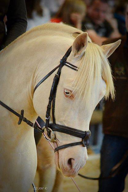 UBIWAN DES COLINES, Welsh cob agr&eacute;&eacute; Welsh et PFS