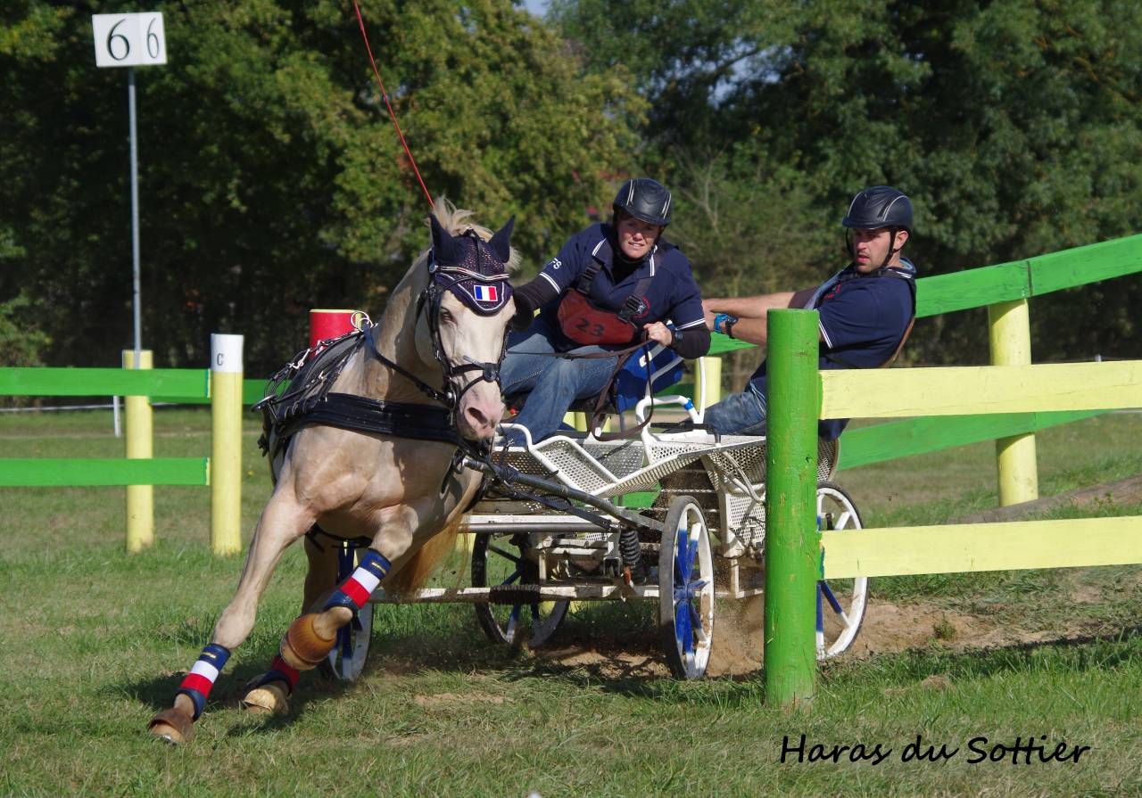 UBIWAN DES COLINES, Welsh cob agr&eacute;&eacute; Welsh et PFS