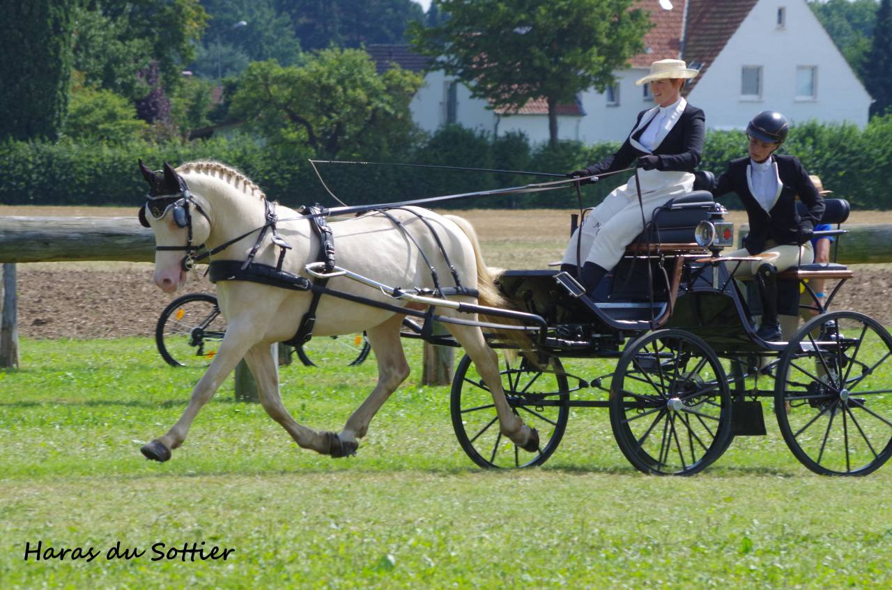 UBIWAN DES COLINES, Welsh cob agr&eacute;&eacute; Welsh et PFS