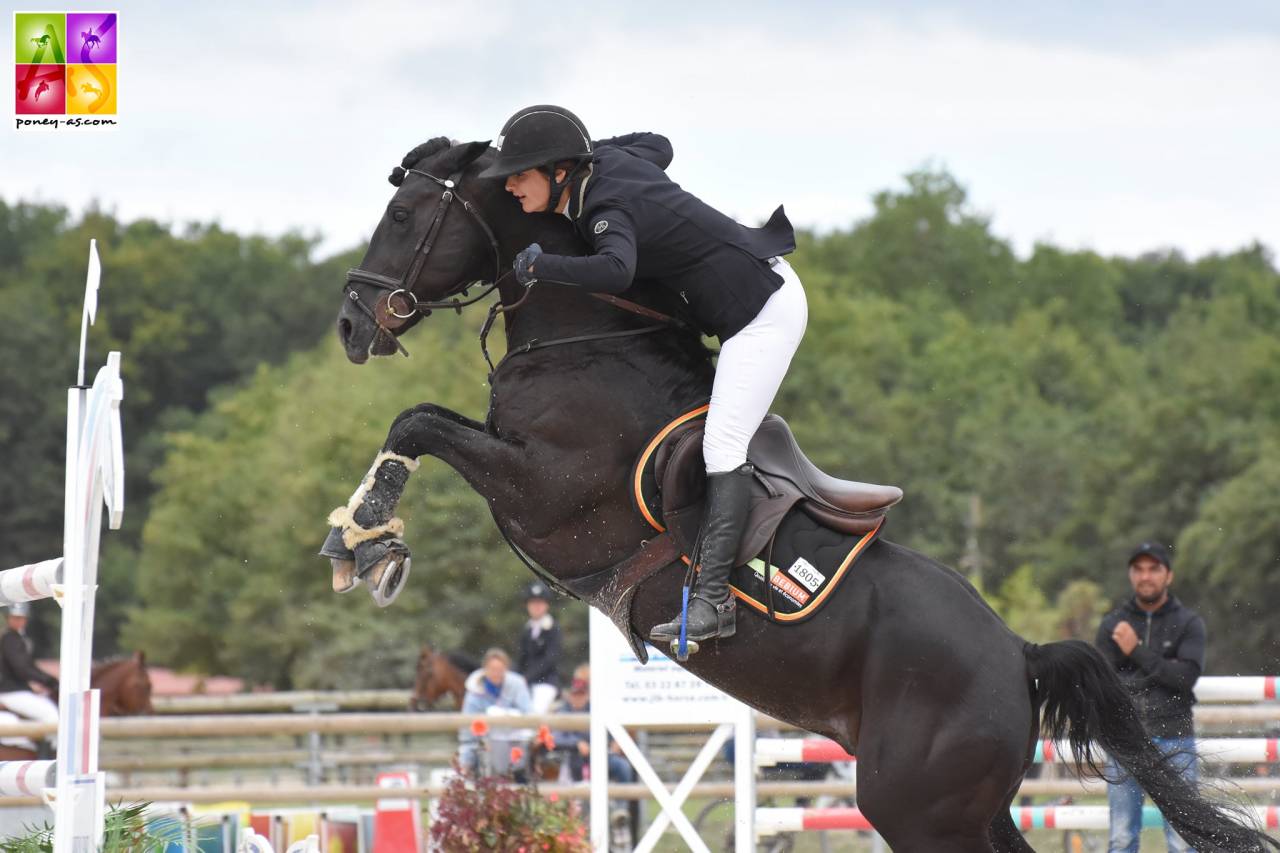 MILORD DES CHOUANS, &eacute;talon Welsh Cob agr&eacute;&eacute; Welsh et PFS