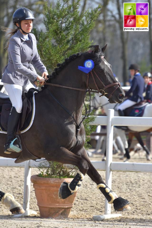 MILORD DES CHOUANS, &eacute;talon Welsh Cob agr&eacute;&eacute; Welsh et PFS