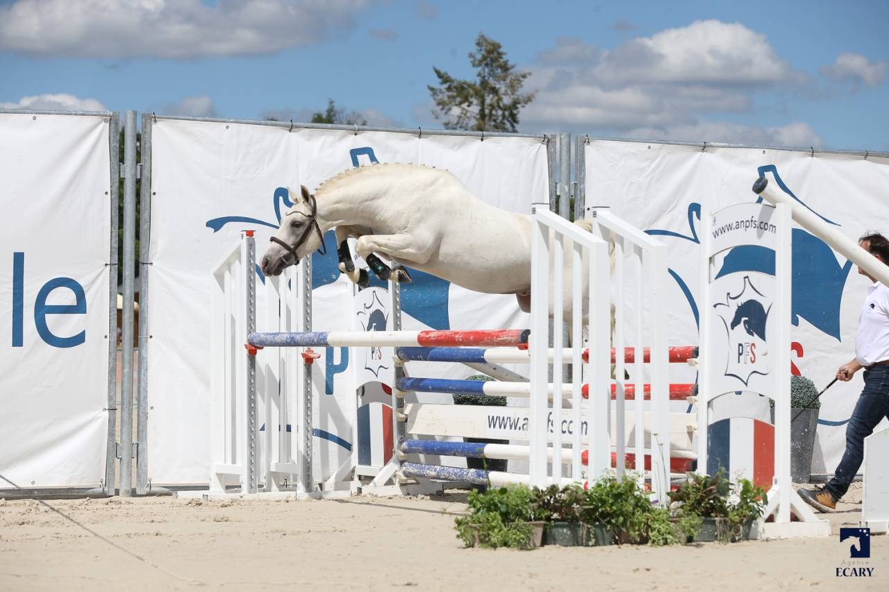 Saillie IAC PFS L&eacute;opard Palomino