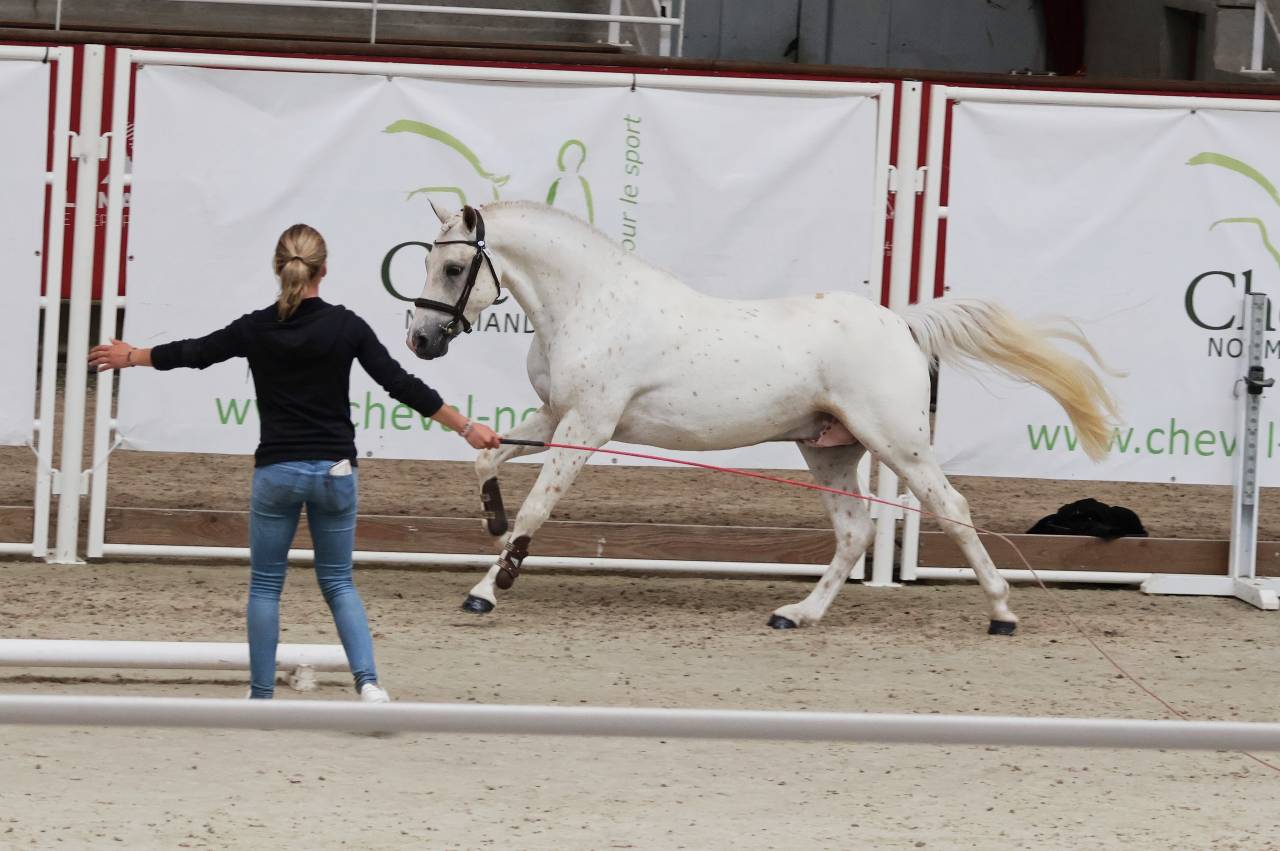 Saillie IAC PFS L&eacute;opard Palomino