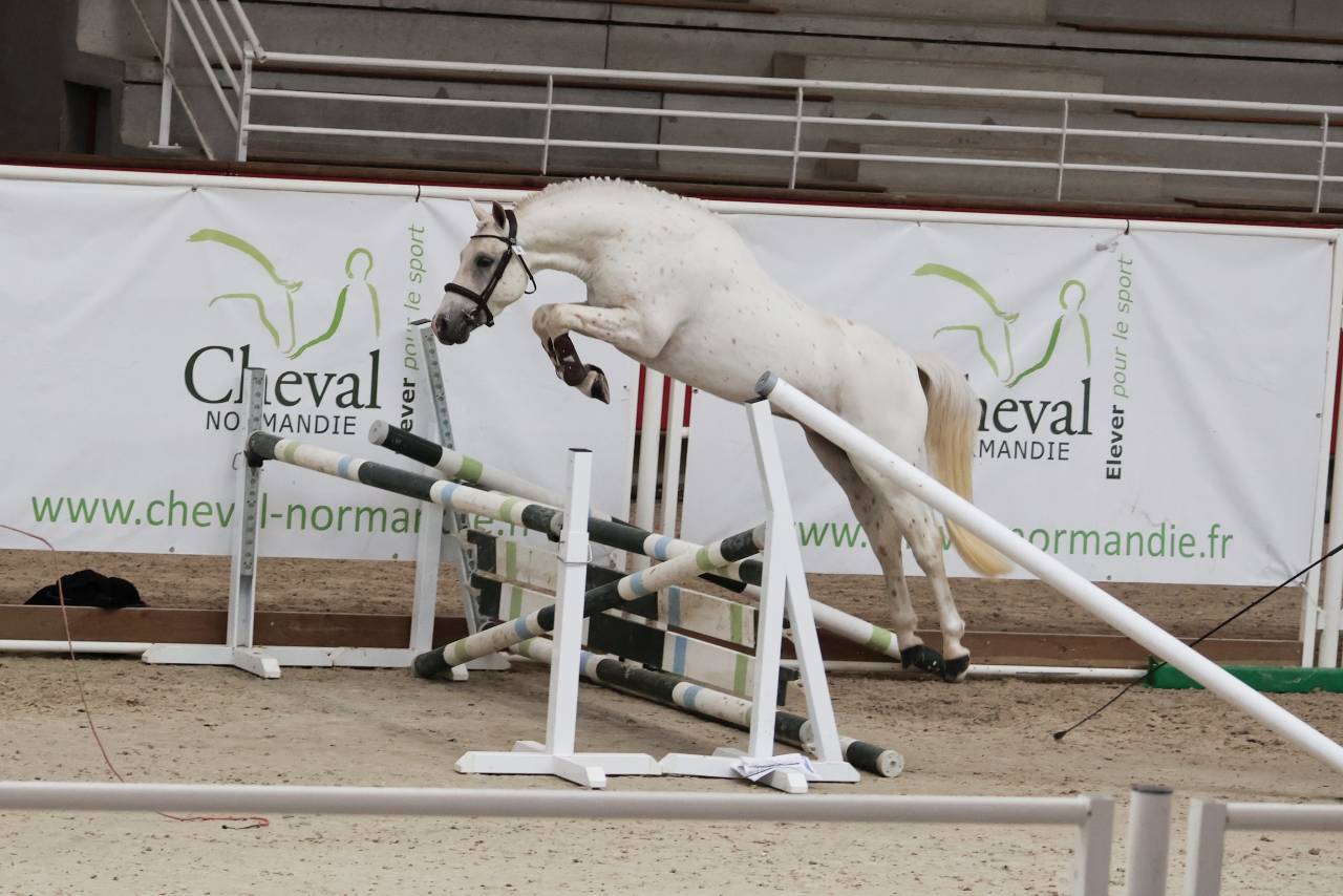 Saillie IAC PFS L&eacute;opard Palomino